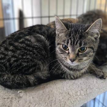 Domestic Short Hair Cats Available for Adoption - Waldo | PetCurious