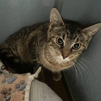 Domestic Short Hair Cats Available for Adoption in Renfrew, Pennsylvania - Peanut | PetCurious