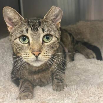 Iris -  Domestic Short Hair Cat for Adoption in East Hanover, New Jersey - Iris | PetCurious