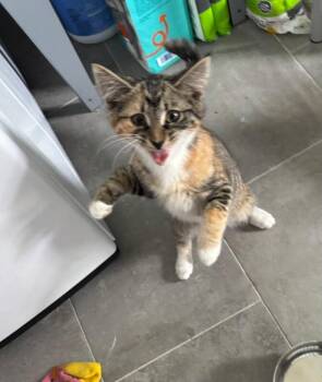 Violet -  Domestic Short Hair Cat for Adoption - Violet | PetCurious