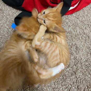 Heathcliff -  Domestic Short Hair Cat for Adoption in Prosper, Texas - Heathcliff | PetCurious