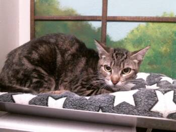 LISA DEE -  Domestic Short Hair Cat for Adoption in Houston, Texas - LISA DEE | PetCurious