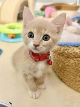 Montana -  Domestic Short Hair and Tabby Cat for Adoption in Laguna Niguel, California - Montana | PetCurious