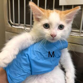 Mango -  Domestic Short Hair Cat for Adoption in Burlington, Ontario - Mango | PetCurious