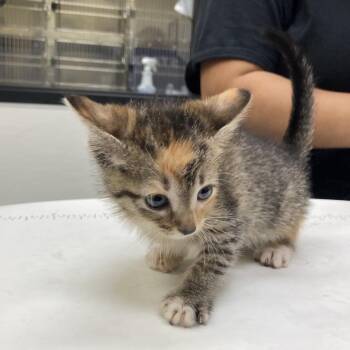 Winnebago -  Domestic Short Hair Cat for Adoption in Galveston, Texas - Winnebago | PetCurious