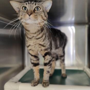 Tommy -  Domestic Short Hair Cat for Adoption in Jersey City, New Jersey - Tommy | PetCurious