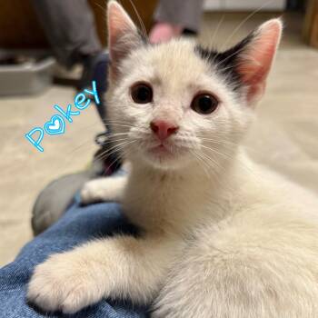 Rescue Domestic Short Hair Cats for Adoption in Little Falls, New York - Pokey | PetCurious