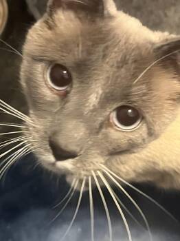 Grover -  Domestic Short Hair and Siamese Cat for Adoption in Greensboro, North Carolina - Grover | PetCurious