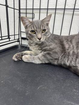 Lance -  Domestic Short Hair Cat for Adoption in Sonora, California - Lance | PetCurious