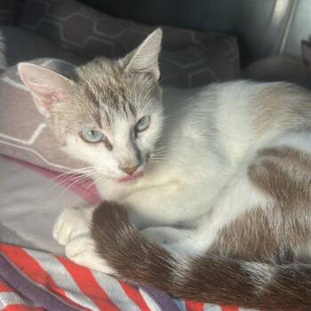 Annie -  Domestic Short Hair Cat for Adoption in San Antonio, Texas - Annie | PetCurious