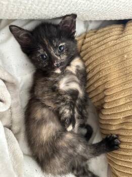 Tori -  Domestic Short Hair Cat for Adoption in Adrian, Michigan - Tori | PetCurious