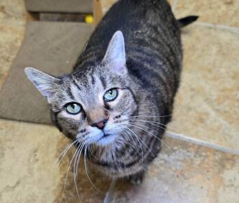 Rescue Domestic Short Hair Cats for Adoption in Vancouver, Washington - Thomas | PetCurious