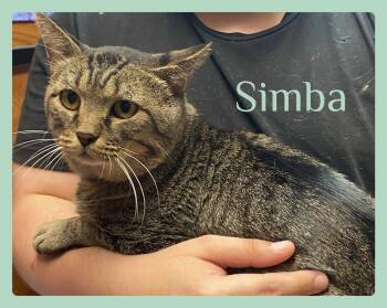 SIMBA -  Tabby Cat for Adoption in Lawton, Oklahoma - SIMBA | PetCurious