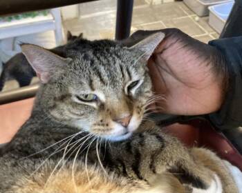 Rescue Domestic Short Hair Cats for Adoption in Huntington, New York - Mario | PetCurious