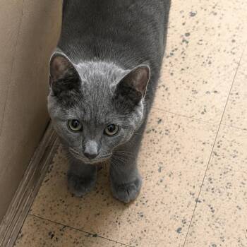 Domestic Short Hair Cats Available for Adoption in East St. Louis, Illinois - Graphite-C | PetCurious