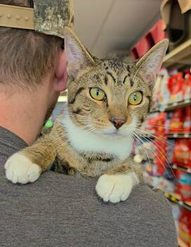 Kristoff -  Tabby Cat for Adoption in Oak Ridge, Tennessee - Kristoff | PetCurious