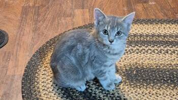 Rescue Domestic Short Hair Cats for Adoption in South Bend, Indiana - Selena | PetCurious