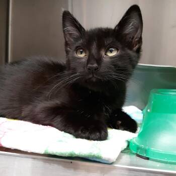 Suede -  Domestic Short Hair Cat for Adoption in Spokane, Washington - Suede | PetCurious