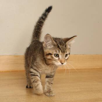 Pickleball C70744 -  Domestic Short Hair Cat for Adoption in Minnetonka, Minnesota - Pickleball C70744 | PetCurious