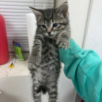 Alexandra -  Domestic Short Hair Cat for Adoption in Pekin, Illinois - Alexandra | PetCurious