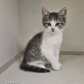 Copper -  Domestic Short Hair Cat Available for Adoption in Wapakoneta, Ohio - Copper | PetCurious