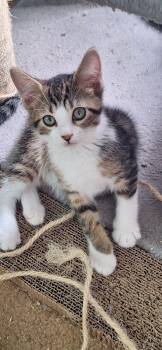 Rescue Domestic Short Hair Cats for Adoption in Adrian, Michigan - Colin | PetCurious