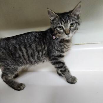Houdini -  Domestic Medium Hair Cat for Adoption in Dyersburg, Tennessee - Houdini | PetCurious