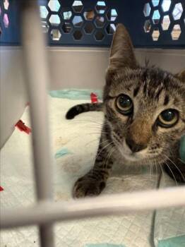 *HOUDINI -  Domestic Short Hair Cat for Adoption in Woodland, California - *HOUDINI | PetCurious