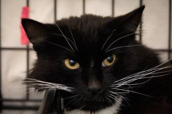 Domestic Medium Hair Cats Available for Adoption in Greenville, Delaware - Naoki (FCIF# 04/27/2026 - 33 Trainer) | PetCurious