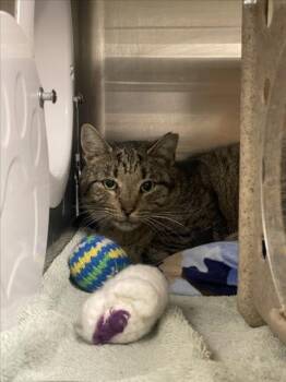 Rescue Domestic Short Hair Cats for Adoption in Hagerstown, Maryland - AUDIE | PetCurious