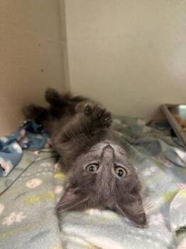 Hoot -  Domestic Short Hair Cat for Adoption in King William, Virginia - Hoot | PetCurious