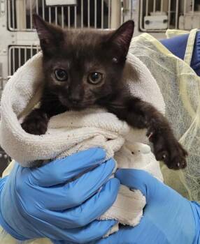 Zacian -  Domestic Short Hair Cat for Adoption in Vancouver, Washington - Zacian | PetCurious
