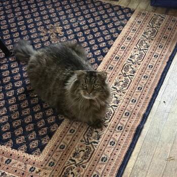 Domestic Medium Hair Cats Available for Adoption - Rocky | PetCurious