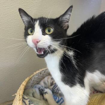 Domestic Short Hair Cats Available for Adoption in West Des Moines, Iowa - Santos | PetCurious