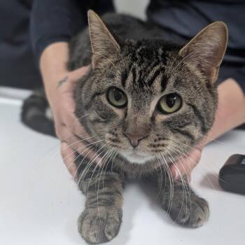 Domestic Short Hair Cats Available for Adoption in Canton, Illinois - Howie | PetCurious