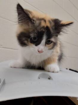 2026-07-024  *Princess Raylan* -  Domestic Medium Hair Cat for Adoption in Winder, Georgia - 2026-07-024  *Princess Raylan* | PetCurious