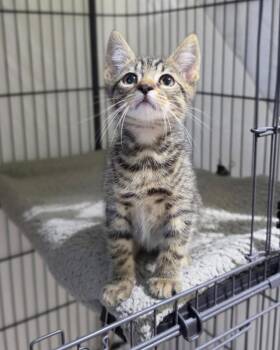 Sai -  Domestic Short Hair Cat for Adoption in Novato, California - Sai | PetCurious