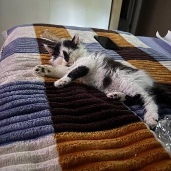 Ghost -  Domestic Long Hair Cat for Adoption in St. Peters, Missouri - Ghost | PetCurious