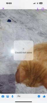 Rescue Tabby Cats for Adoption in Brampton, Ontario - Noe | PetCurious