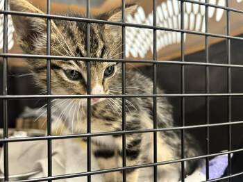TROUT -  Domestic Short Hair Cat for Adoption in Ocala, Florida - TROUT | PetCurious
