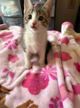 Domestic Short Hair Cats Available for Adoption in Virginia Beach, Virginia - Marigold 