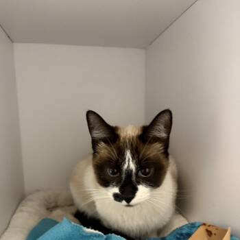 Rescue Domestic Short Hair Cats for Adoption in Kanab, Utah - Alpine | PetCurious