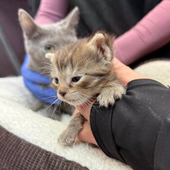 Domestic Short Hair Cats Available for Adoption - Clay | PetCurious