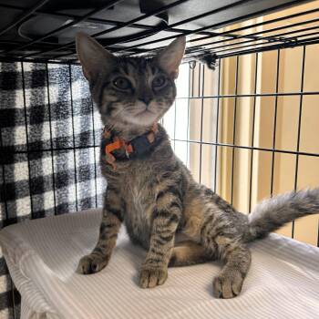 Chickadee -  Domestic Short Hair Cat for Adoption in Myerstown, Pennsylvania - Chickadee | PetCurious