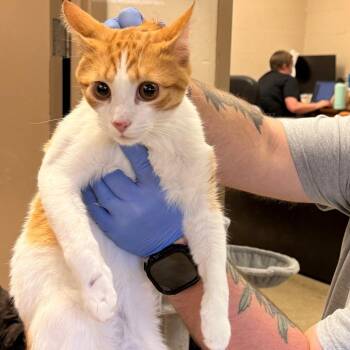Casey -  Domestic Short Hair Cat for Adoption in Birmingham, Alabama - Casey | PetCurious