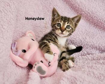 Tabby Cats Available for Adoption in St. Augustine, Florida - Honeydew | PetCurious