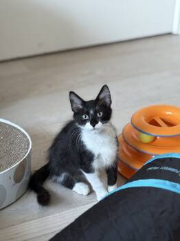 Rescue Domestic Medium Hair Cats for Adoption in Dallas, Texas - Brady | PetCurious