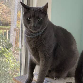 Rescue Domestic Short Hair Cats for Adoption - Cotton | PetCurious