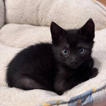 Tarmac -  Domestic Short Hair Cat for Adoption in Jupiter, Florida - Tarmac | PetCurious
