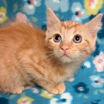 Little Neil -  Domestic Short Hair Cat Available for Adoption in Waterloo, Iowa - Little Neil | PetCurious